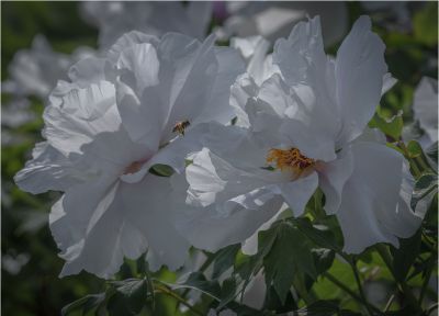 泉城公园的牡丹花开了