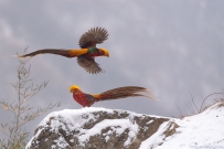 [原创]雪中飞鸿