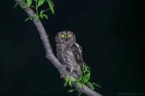 [原创]东方角鸮