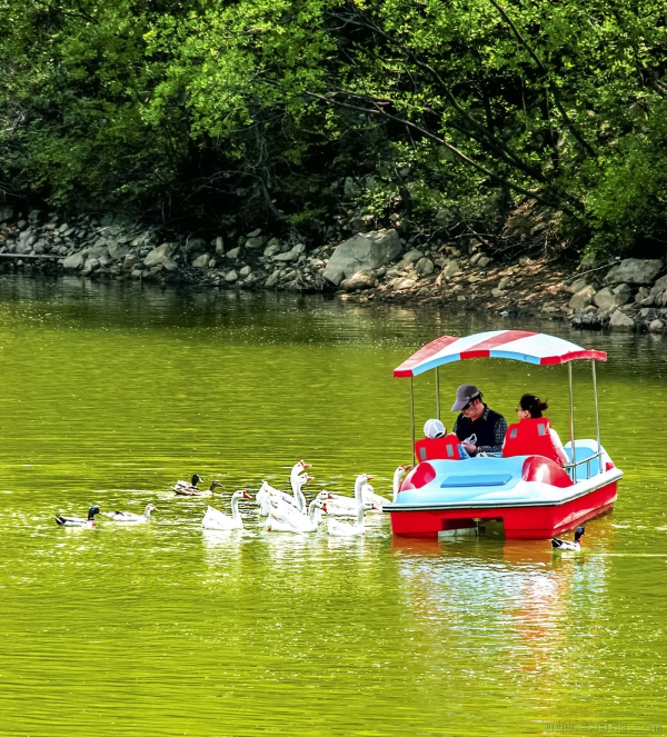 《春日荡舟红叶谷》