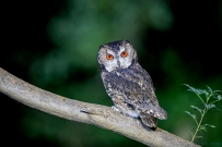 [原创]夏夜精灵