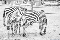 黑白世界之斑马