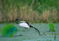 水中凤凰（水雉）