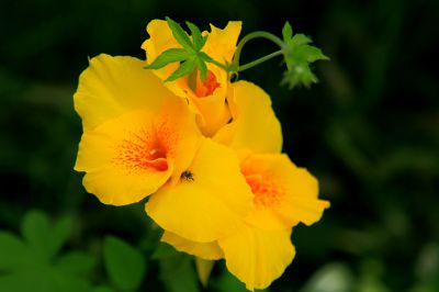 《晴光染嫩黄》