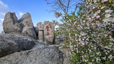 泰山海棠花开季