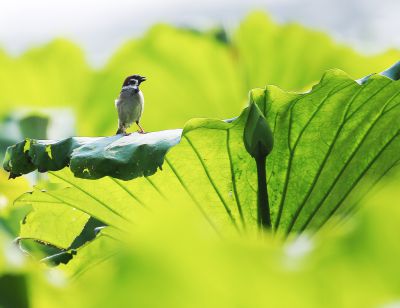 追踪荷塘里的小麻雀