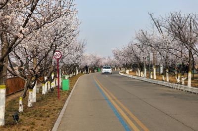 在那桃花盛开的地方（1）