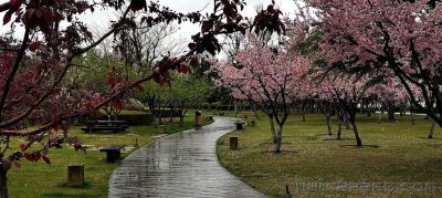 [原创]雨中的小路通幽处