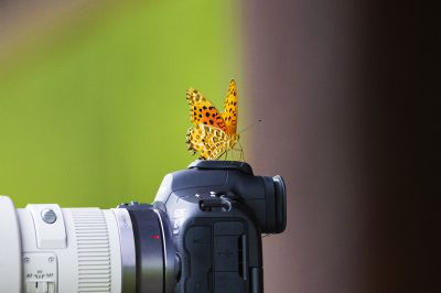 意外吸引了 ......