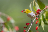[原创]红胁绣眼鸟
