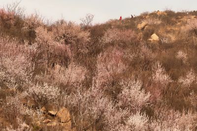 珍珠山上桃花开（4）