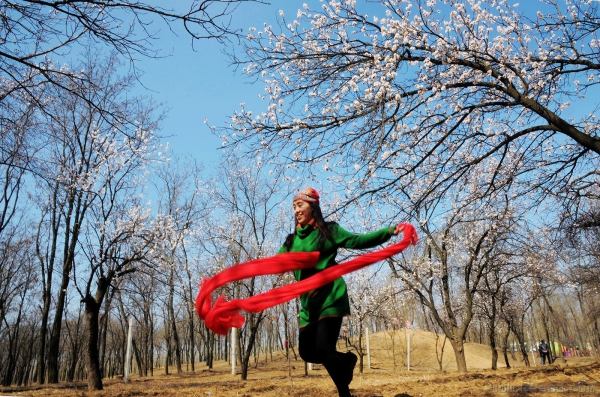 《飞扬的杏花林》