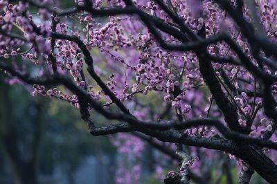 梅花季 梅之韵（九）