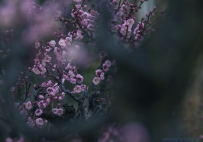 [原创]梅花入梦香