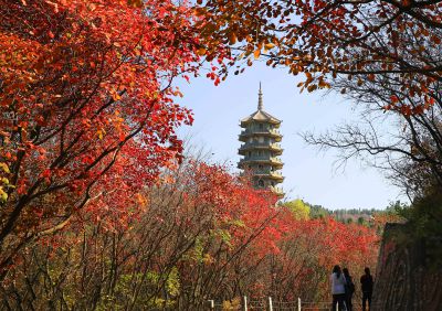 秋风浸染霜林醉