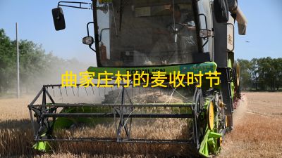 曲家庄村的麦收时节