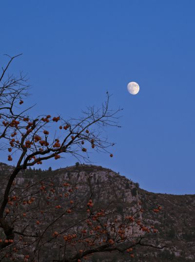 月光下柿子红了