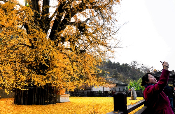【西安. 古观音禅寺】