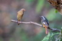 [原创]北红尾鸲夫妻俩