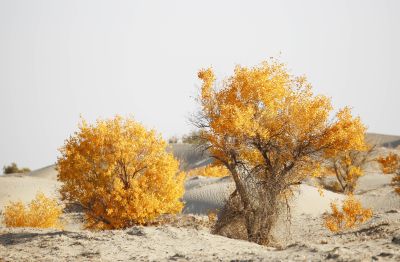 塔克拉玛干沙漠胡杨（5）