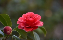 [原创]春来茶花艳