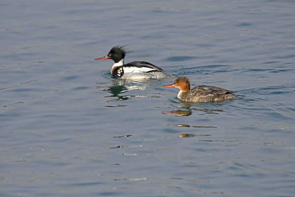 紅胸秋沙鸭捕鱼记