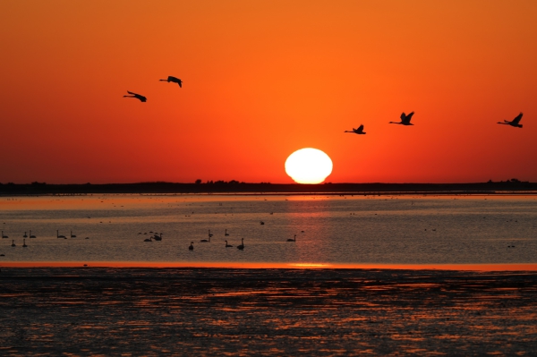 《日出天鹅湖》