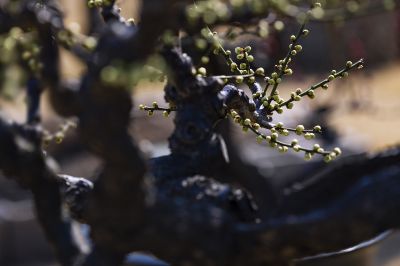 梅花季 梅之韵（五）