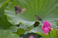 [原创]荷塘卫士