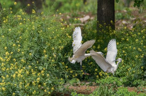 夫唱妇随（白鹭）