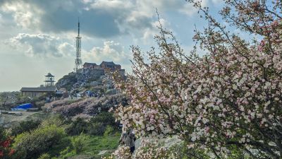 岱顶海棠花开惊艳了大江南北