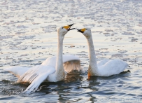 [原创]说句悄悄话