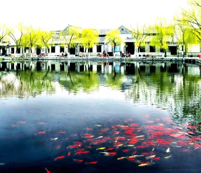 《鱼翔浅底百花洲》