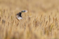 [原创]麦田卫兵