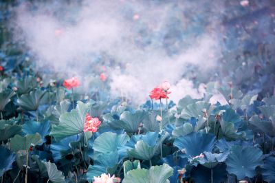 氤氲荷影。