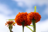 [原创]蓝天映衬下的万寿菊