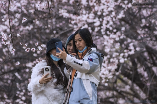 [原创]赏花人（二）