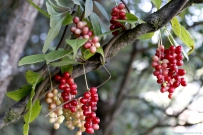 [原创]五味子果