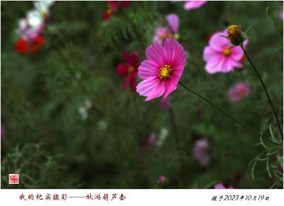 我的纪实摄影——秋游葫芦套   2