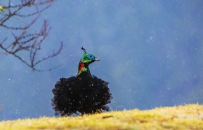 [原创] 精神抖擞