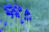 [原创]蓝色鸢尾花