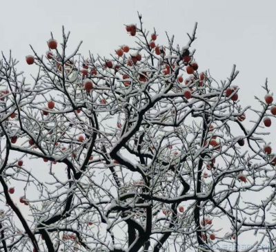 [原创]冬柿烈阳