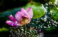 [原创]金珠银珠落玉盘 泉水泉润并蒂莲