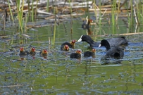 [原创]和谐一家亲