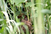 《大苇莺哺幼杜鹃》