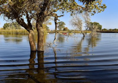 《罗布村寨风光》