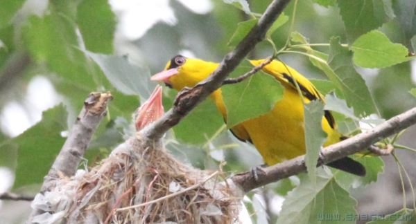 南山烏奌黄鹂传奇（组照）