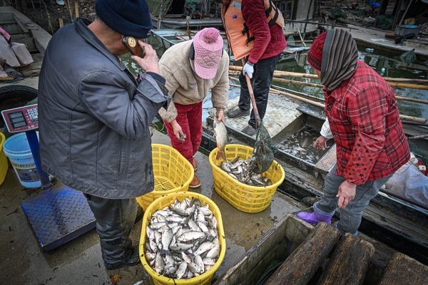 微山湖上收鱼人
