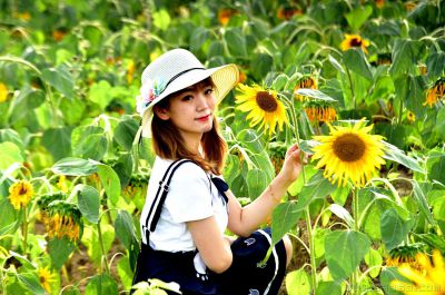 五洲盛开向阳花