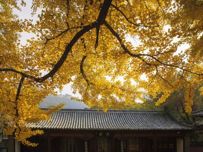灵岩寺三颗银杏黄了一棵